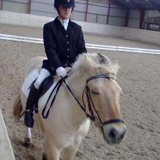 Fjordhest Ras granlygaard (Sofus) RIP <3