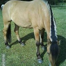 Anden særlig race flopper