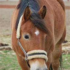 Anden særlig race Don Vito <3 Min gammle pony<3