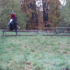 Anden særlig race Master Toby