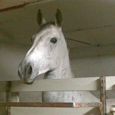 Anglo Araber (AA) Mørkbak's Kikujo <3 R.I.P