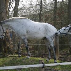 Anglo Araber (AA) Mørkbak's Kikujo <3 R.I.P