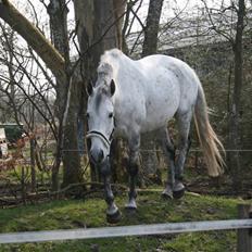 Anglo Araber (AA) Mørkbak's Kikujo <3 R.I.P