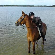 Hollandsk Sportspony Carina *70% arabisk blod*