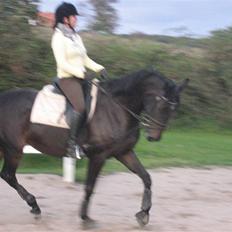 Dansk Varmblod Fortuna