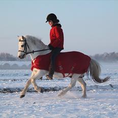 Welsh Mountain (sec A) Rosengårdens Jasmin