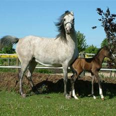 Arabisk fuldblod (OX) Bleas