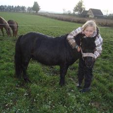 Shetlænder Elwis ( Solgt)