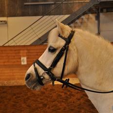 Anden særlig race Silver