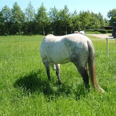 Anden særlig race Casey
