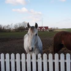 Anden særlig race Casey