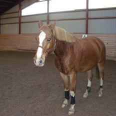 Palomino Fortunens Starlight