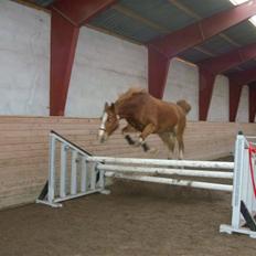Palomino Fortunens Starlight