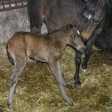 Welsh Pony (sec B) Bjerregaards Katja