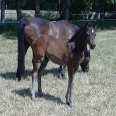 Welsh Pony (sec B) Bjerregaards Katja