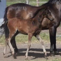 Welsh Pony (sec B) Bjerregaards Katja