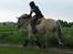 Fjordhest Natalii *Tøzee* - Et klap til verdens bedste pony ! :* Foto: Lykke Hmm.. Der er ingen ord der kan beskrive min kærlighed til dig <3 ! Foto: Salli