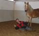 Tyroler Haflinger ( mille af vennemose) !!! Solgt