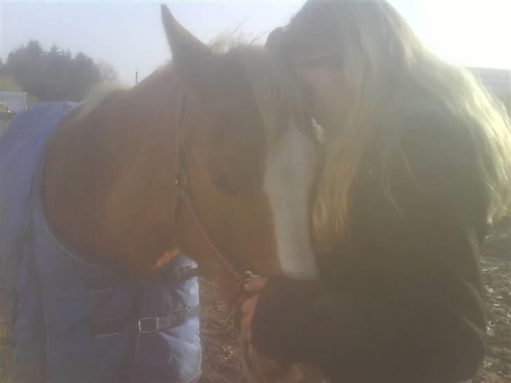 Tyroler Haflinger Dixie<3 (Bacardi)R.I.P:'( - Vi stod ogtænkte tilbage på de gamletiderog ømmede os over det jeg havdegjort som var så forfærdeligt også smæk klat så togsigne et billede og det skulle da med<3 billede 17