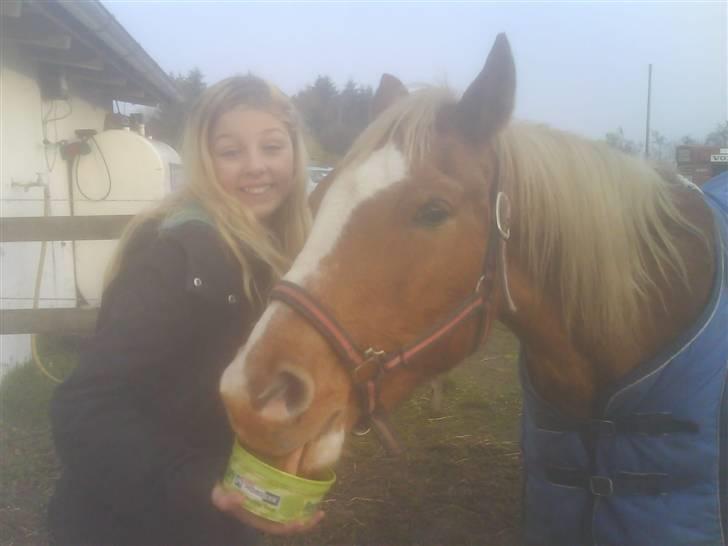 Tyroler Haflinger Dixie<3 (Bacardi)R.I.P:'( - Lidt lakridsten skal der til Nårmann har savnet hinanden<3 billede 18