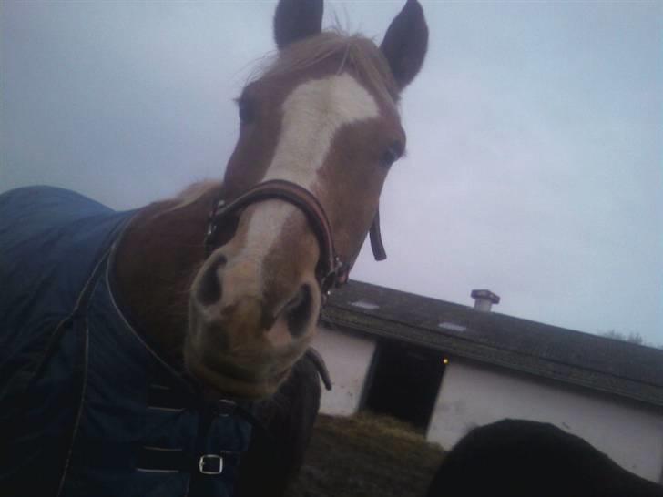 Tyroler Haflinger Dixie<3 (Bacardi)R.I.P:'( - Hun var mega gladfor at se mig og jeg hende!<3 billede 19