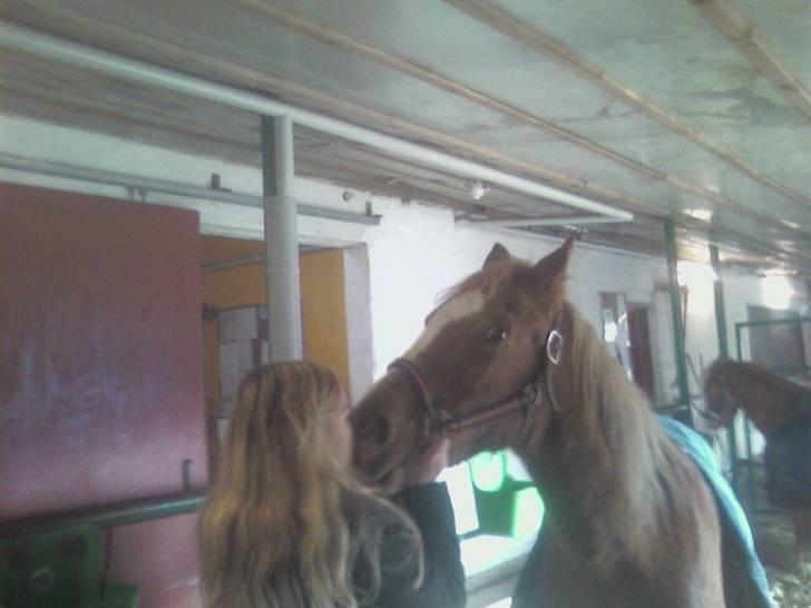 Tyroler Haflinger Dixie<3 (Bacardi)R.I.P:'( - Kyss vi har jo savnet hinanden<3 billede 20