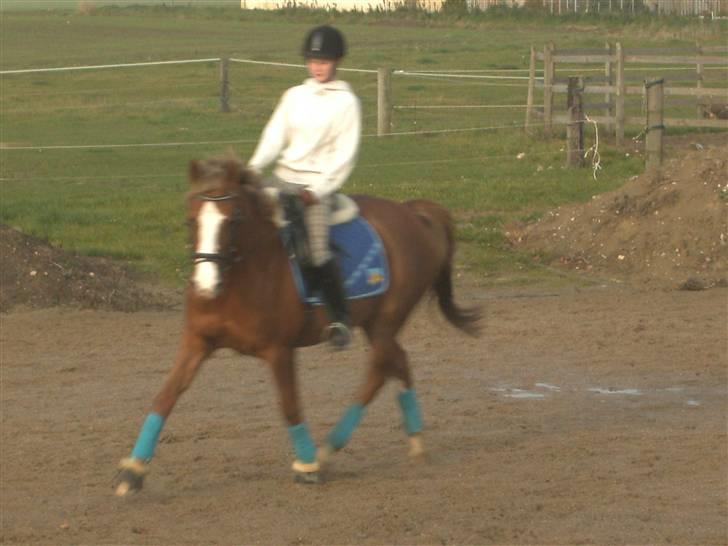 Palomino Malou Seagal billede 6