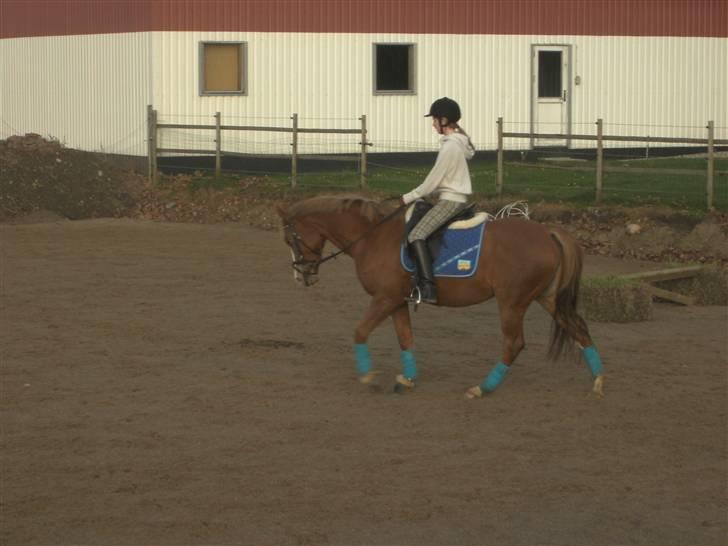 Palomino Malou Seagal billede 7