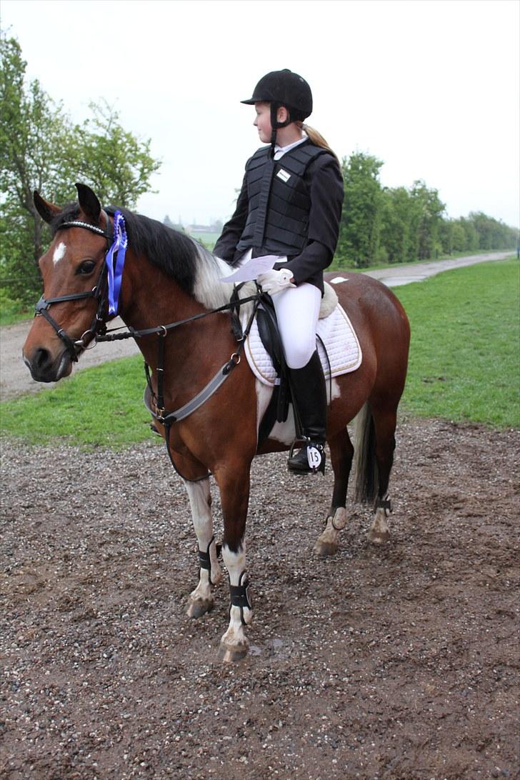 Pinto kærgårds couler lady SAVN - ¨1.mig og lady til vores 1 c-stævne hvor jeg fik en 2 plads foto taget af emilie jørgnsen billede 1