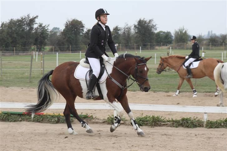 Pinto kærgårds couler lady SAVN - 2.mig og lady til stævne 2009 billede 2