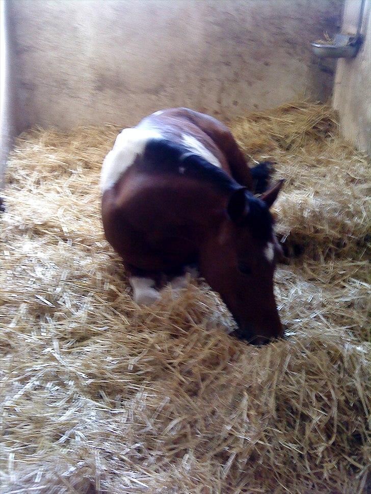 Pinto kærgårds couler lady SAVN - 3. billede 3