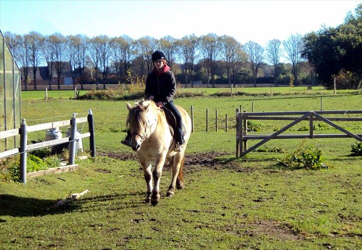 Fjordhest Nobelis Fjordlyst - Simone rider på Nobelis for første gang :D <3 billede 12