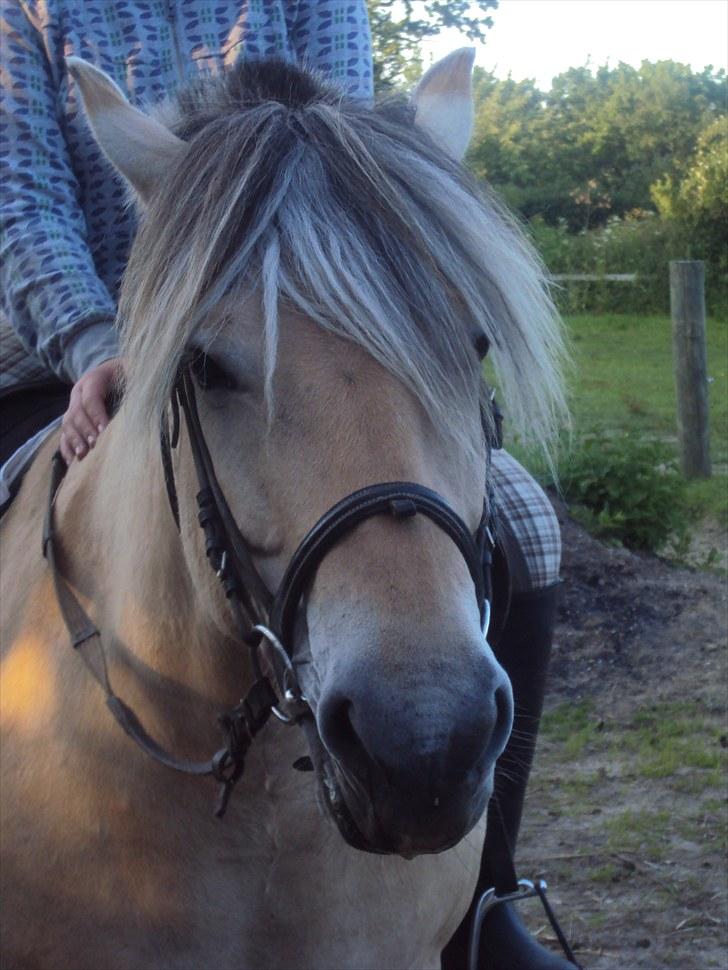Fjordhest Nobelis Fjordlyst - Smukke Nobelis<3 billede 13