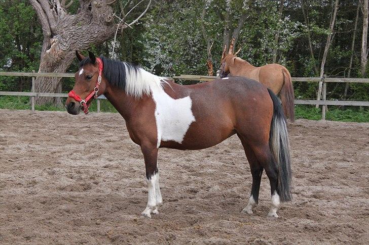 Pinto kærgårds couler lady SAVN - 4.,fold taget af emilie j billede 4