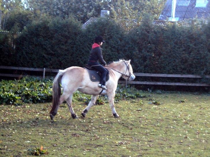 Fjordhest Nobelis Fjordlyst - Simone rider på Nobelis for første gang :D <3 billede 14