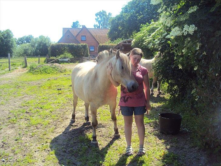Fjordhest Nobelis Fjordlyst - Mig og Nobelis ;i <3 - Jeg gik og plukkede hyldebær og så gad hun bare ikke at lade mig være, og så synes min mor lige at hun skulle have et billede af os sammen ;) <3 billede 15