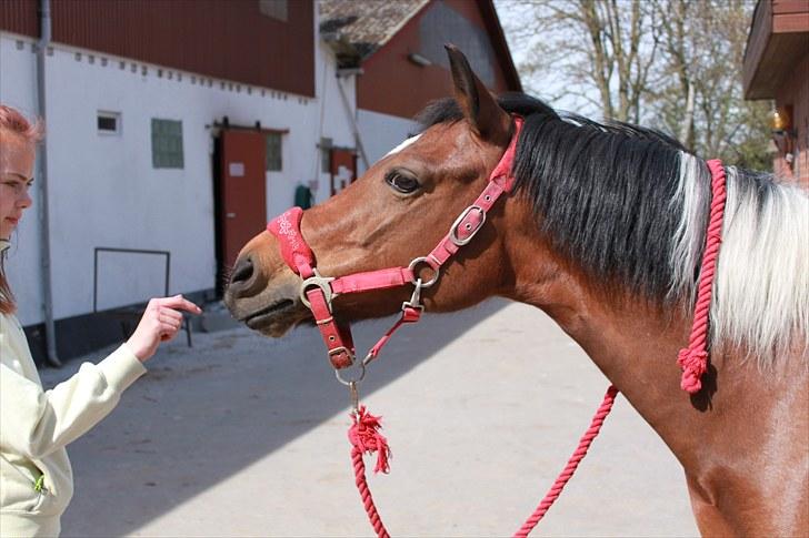 Pinto kærgårds couler lady SAVN - 5. billede 5