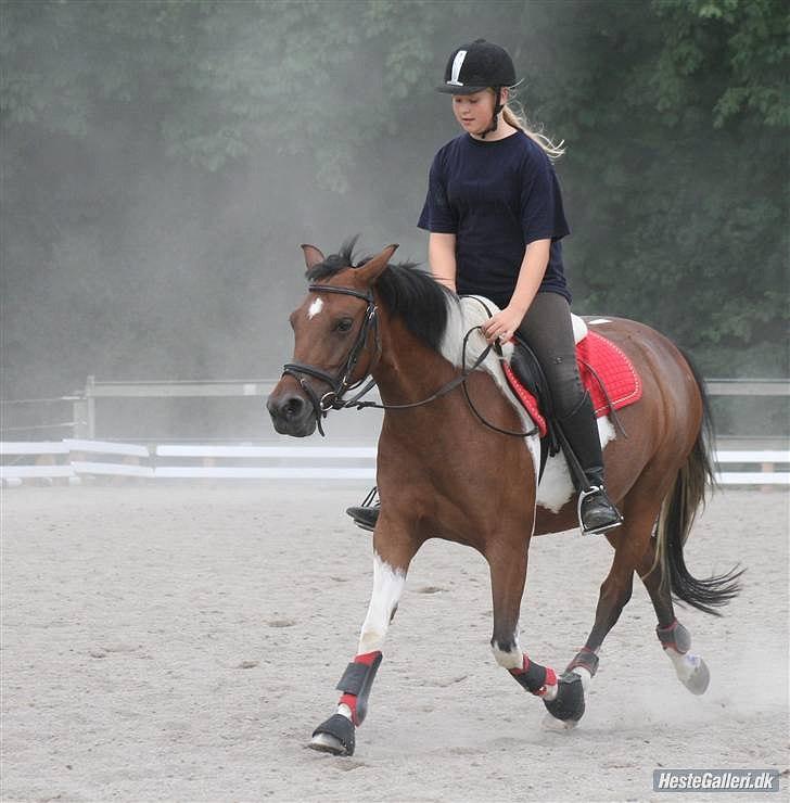 Pinto kærgårds couler lady SAVN - 6.mig og lady træning (øgning) billede 6