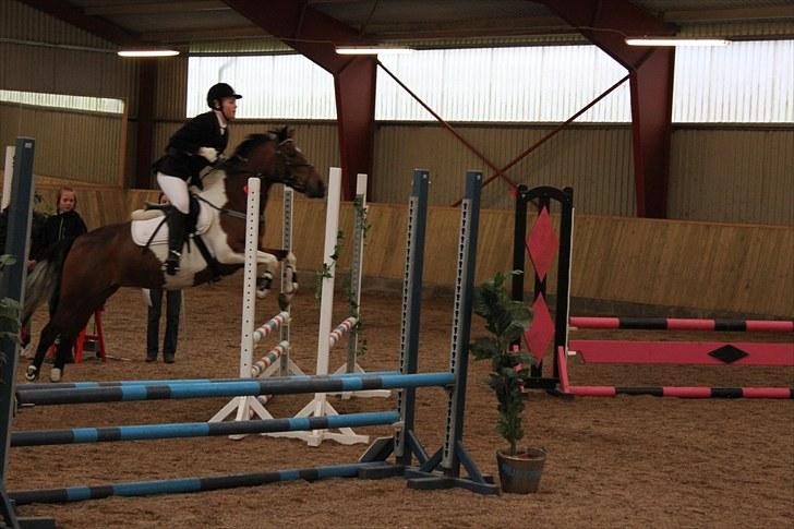 Pinto kærgårds couler lady SAVN - 7.mig og lady taget af emilie j  billede 7