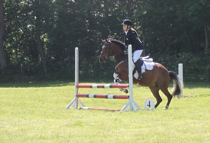 Pinto kærgårds couler lady SAVN - 8.mig og lady til stævne mlr taget af kamilla kranker  billede 8