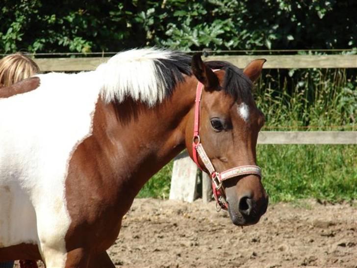 Pinto kærgårds couler lady SAVN - 9.sommer 2008 billede 9