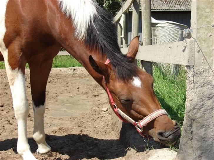 Pinto kærgårds couler lady SAVN - 11.sommer 2008 billede 11