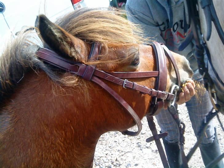 Shetlænder / Welsh Tyson FARVEL :'( billede 20