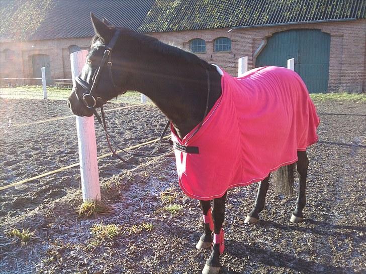 Holstener Caletta SOLGT - velkommen til Caletta´s profil .<3 billede 1