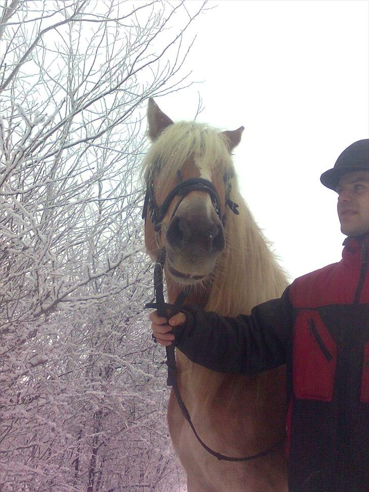 Tyroler Haflinger ( mille af vennemose) !!! Solgt - mille som sne modellen anno 2011. billede 2