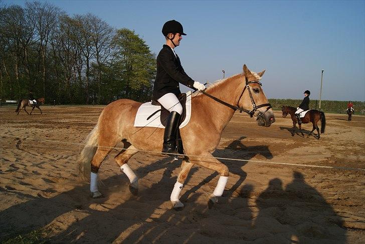 Tyroler Haflinger ( mille af vennemose) !!! Solgt - mille der vil vise sig over for de andre opvarmer i toftlund typisk mille rommi. billede 3