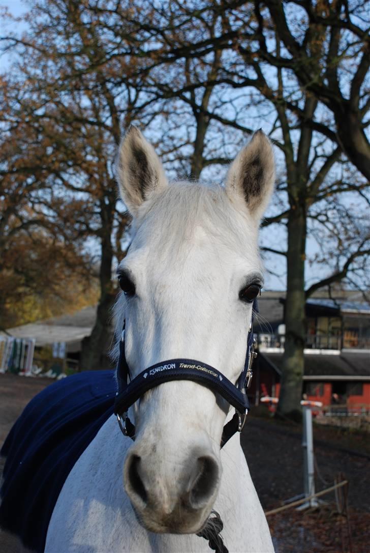 Connemara Zero To Hero billede 3