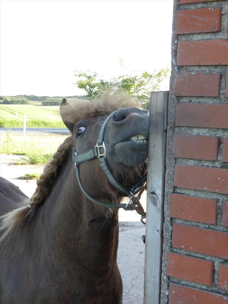 Shetlænder boris R.I.P :'( billede 6