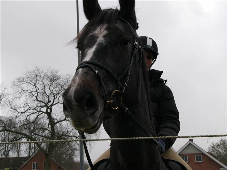 Dansk Varmblod Channmain (SOLGT)  billede 17