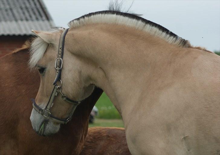 Fjordhest Fagot - 3 * d. 6/6 2010 billede 2